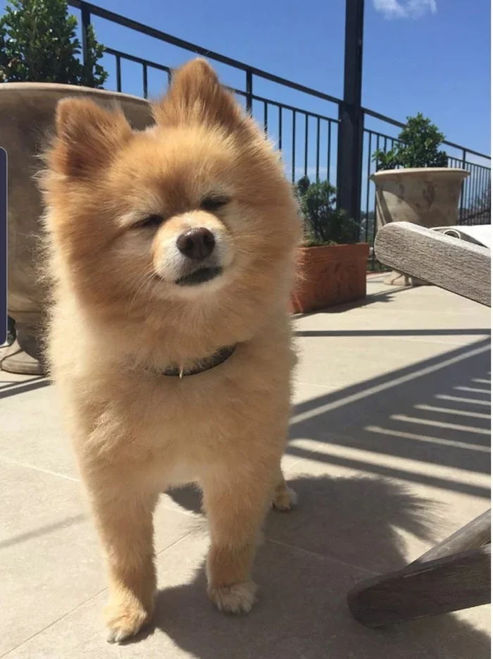 Was a dog, but became a rabbit: the hostess decided to cut the dog herself during quarantine - Dog, Pomeranian, Стрижка, Awkward moment, Failure, Longpost