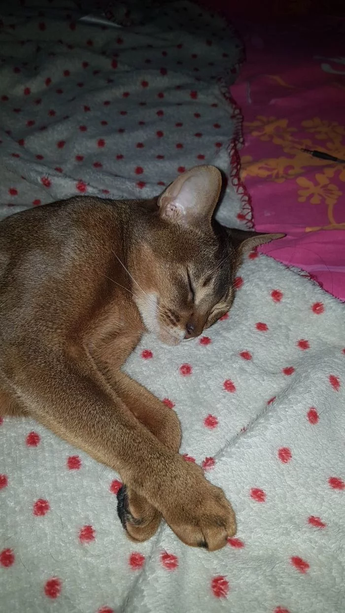 The baby is sleeping - My, cat, Abyssinian cat, sleeping Beauty