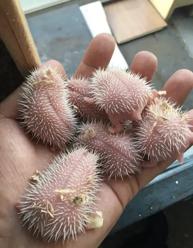 Newborn hedgehogs - Hedgehog, Animals, Milota