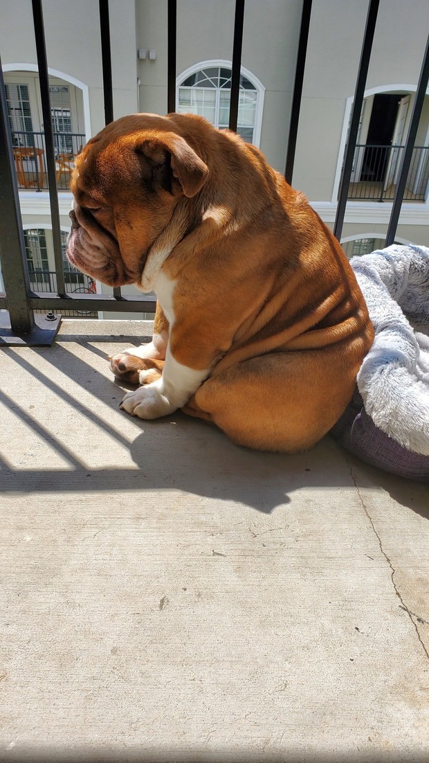 The story of one photograph. What sadness looks like. The owner of a bulldog named Big Poppa explains how she took this popular photo. - Dog, Bulldog, Puppies, The photo, Story, Balcony, Sadness, Milota, Video, Longpost