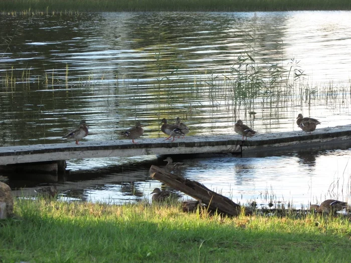 We came to you at dawn to tell you that you need breakfast... - My, Morning, Breakfast, Duck, Water, Wild ducks