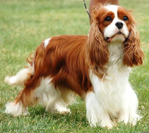 Description of the Cavalier King Charles Spaniel breed - Animals, Dog, Pets, Cavalier king charles spaniel, Dog breeds, Video, Longpost