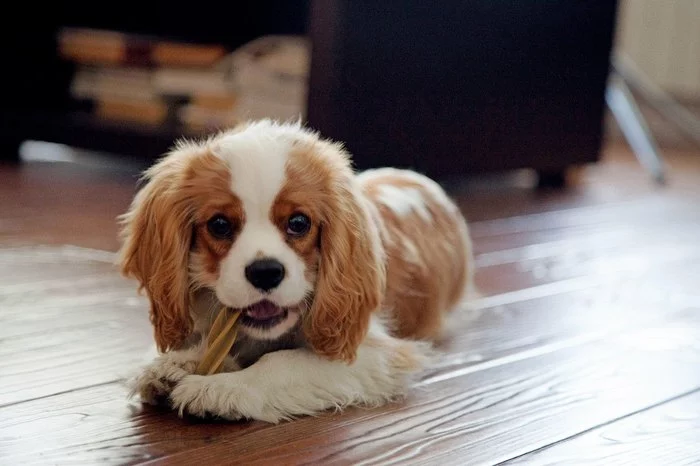 Well, I can brag about the tailed one :) - My, It Was-It Was, Cavalier king charles spaniel, Dog, Longpost