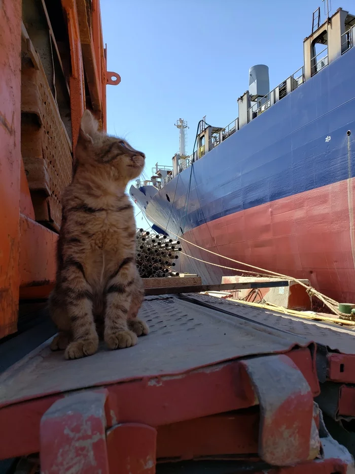 cat - My, Dry dock, Turkey, Sailors, Longpost, cat, Port