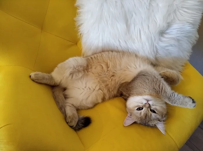 Yes, I'm so comfortable - My, cat, British cat, Milota