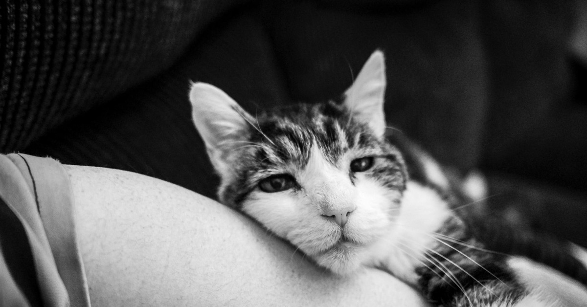 Картинка киски девушку. Грусть кот. Депрессивный кот. Печаль коты. Кот грустно черно белый.