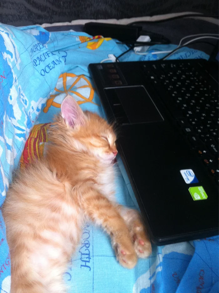 It was and became. I join! - Longpost, It Was-It Was, Redheads, cat, My