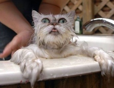 Bathing cats and cats: - My, Cat lovers, cat, Kittens, Longpost, Bathing
