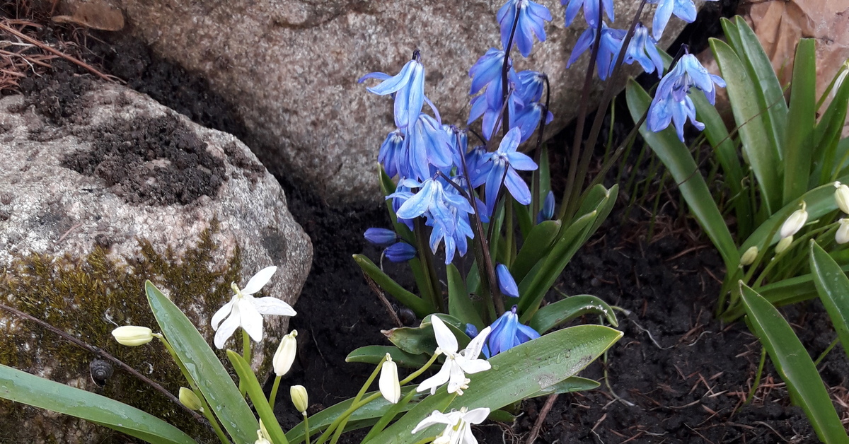 Ранняя весна в этом году | Пикабу