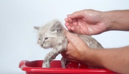 Bathing cats and cats: - My, Cat lovers, cat, Kittens, Longpost, Bathing