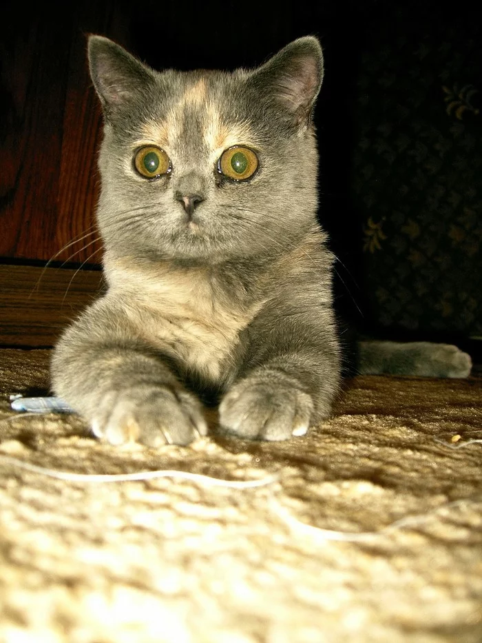 It was and became ) cats ))) - My, British Shorthair, Longpost, Pets, It Was-It Was