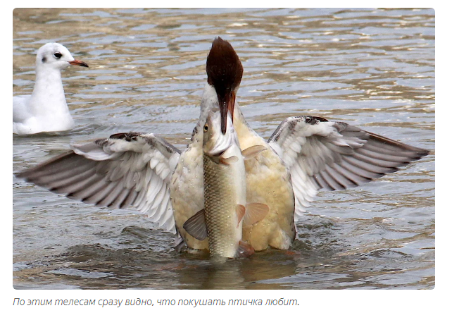 Great Merganser: Trouble with fish - Animal book, Birds, Yandex Zen, Longpost, Animals