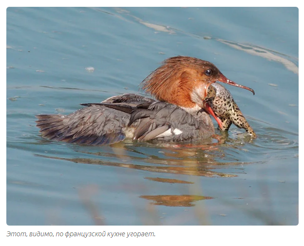 Great Merganser: Trouble with fish - Animal book, Birds, Yandex Zen, Longpost, Animals