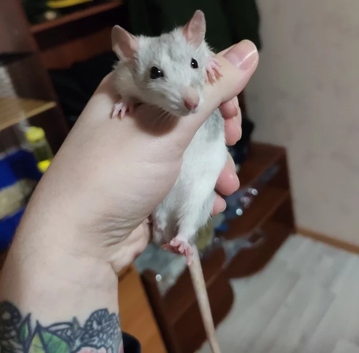 Rats - My, Decorative rats, Pets, Before and after, Longpost, Video, It Was-It Was