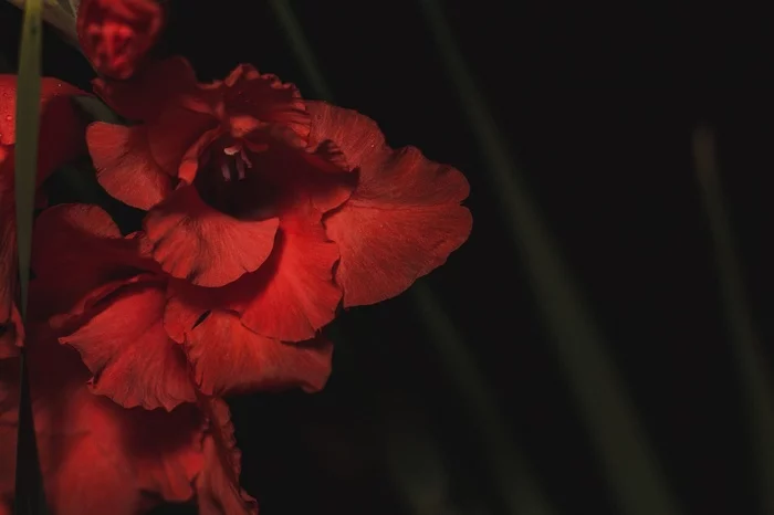 Skewer - My, Flowers, The photo, Nature