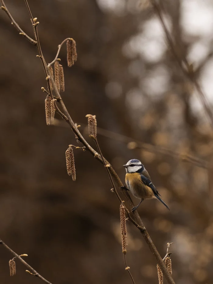 Guest - My, Tit, The photo, Birds