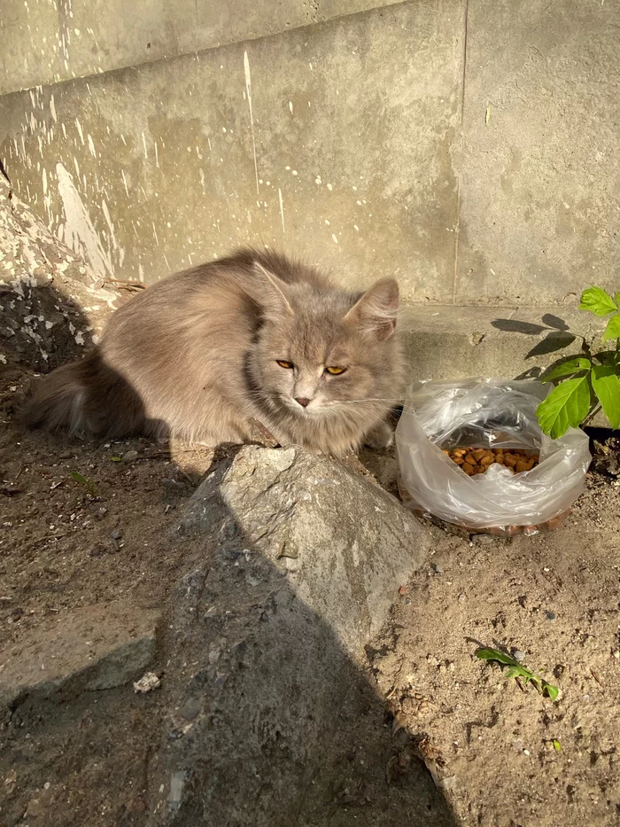 A teenage kitten was found in Volgograd. In good hands - My, Volgograd, cat, In good hands, I will give, No rating