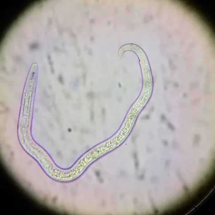 Invisible life next to us - My, Microscope, Microbiology, Worms, Microbes, Video, Longpost