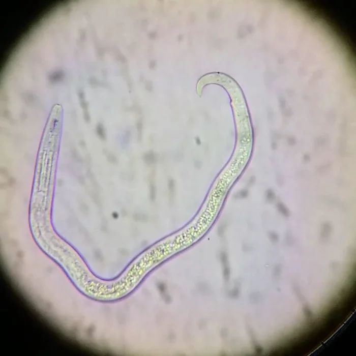 Невидимая жизнь рядом с нами - Моё, Микроскоп, Микробиология, Глисты, Микробы, Видео, Длиннопост