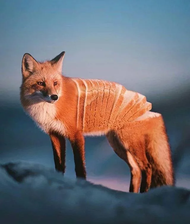 You'll look at this photo twice - Memes, Humor, beauty, The photo, Photoshop master, Animals, Fox, Bread