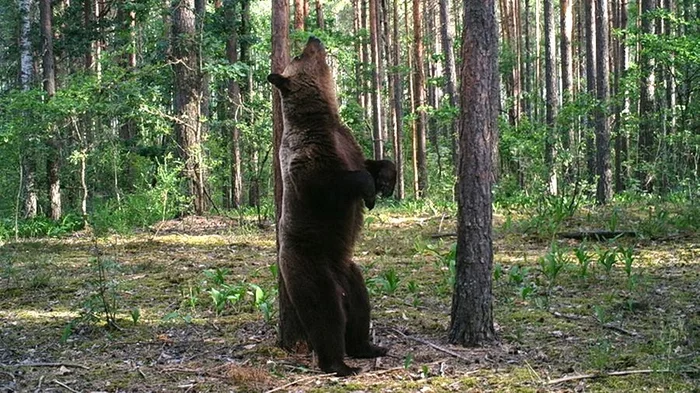 Bear dance - Bear, Brown bears, Wild animals, The Bears, wildlife, The nature of Russia