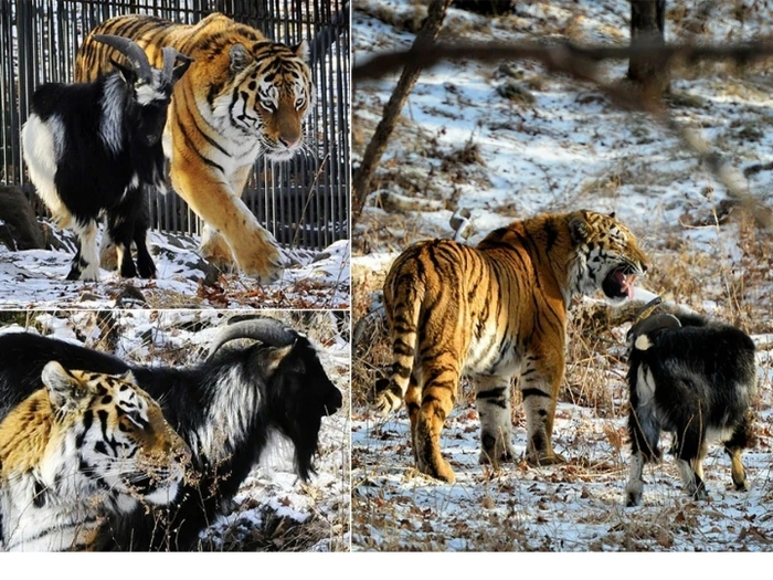Что случилось с козлом тимуром. Смотреть фото Что случилось с козлом тимуром. Смотреть картинку Что случилось с козлом тимуром. Картинка про Что случилось с козлом тимуром. Фото Что случилось с козлом тимуром