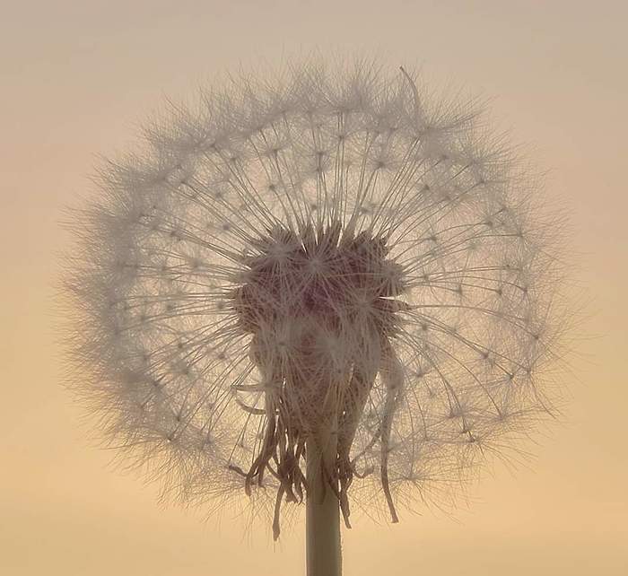 Одуван в лучах заката