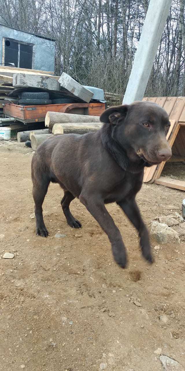 Found a dog!!! - Labrador, Dog, Lost, No rating, Longpost, Moscow region