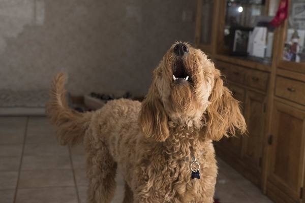 Russians will be fined for barking dogs and faulty alarms - Russia, Legislation, Violation of peace and quiet, Fine, Dog