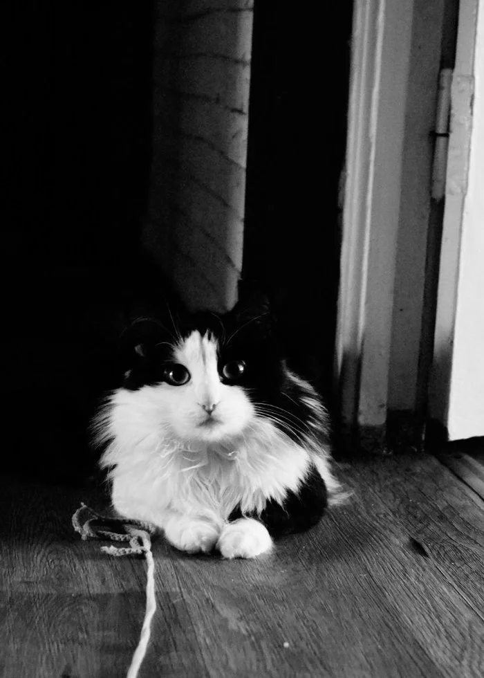 Lost cat! - My, cat, Krasnoyarsk, Fluffy, Black and white, , Lost cat