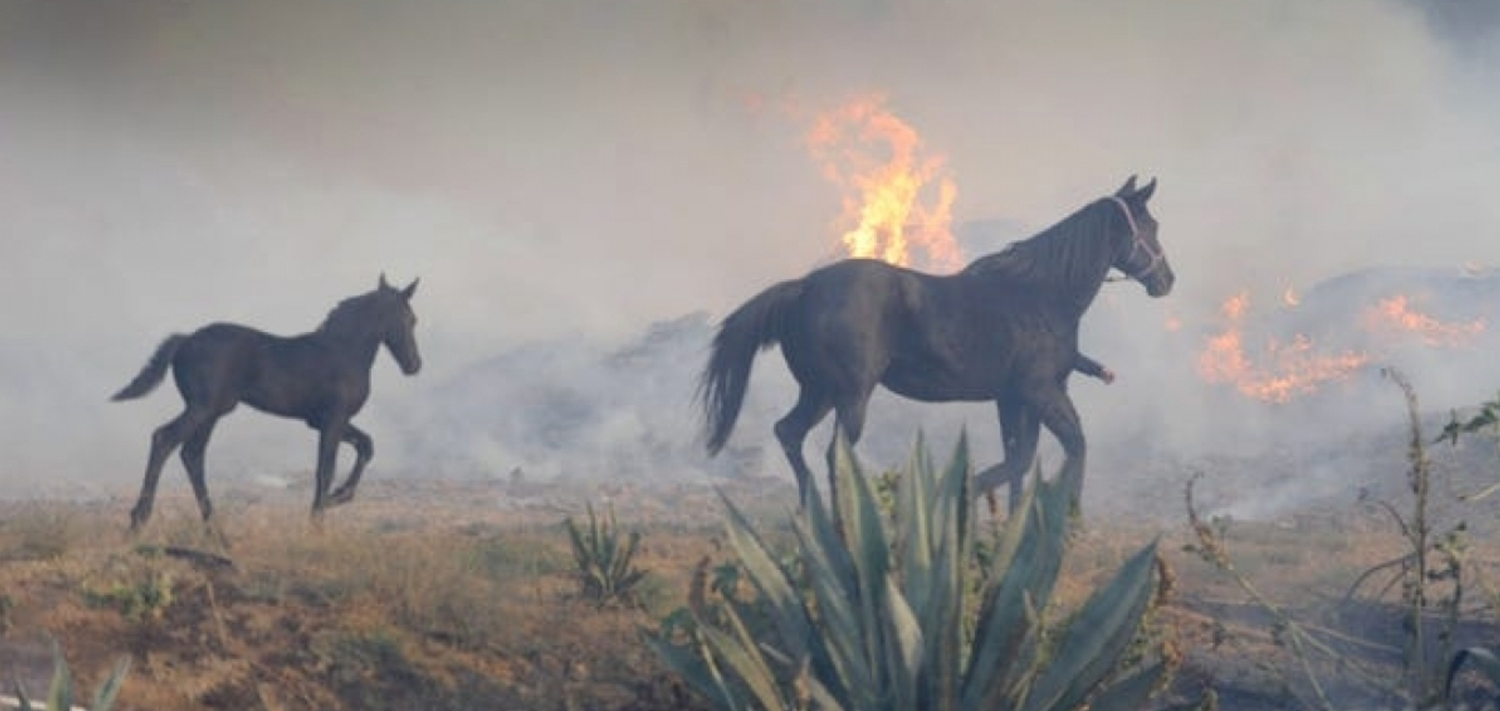 Горящая конюшня. Пожарная лошадь. Живые обои лошади.