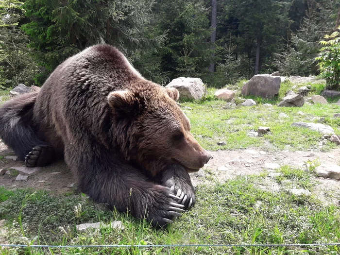 The bears are bored - My, The Bears, Carpathians, Rehabilitation, Mobile photography, Longpost