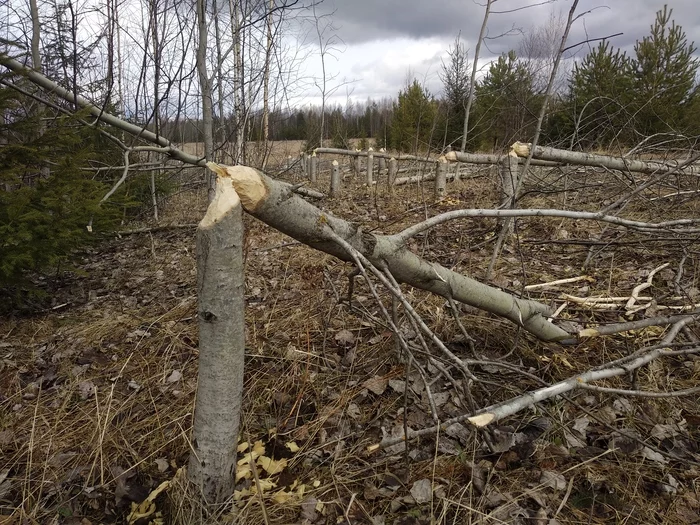 The beaver guys have undermined the trees) - My, Nature, Animals, Beavers, Forest, Builders, Tree, Spring, Photo hunting