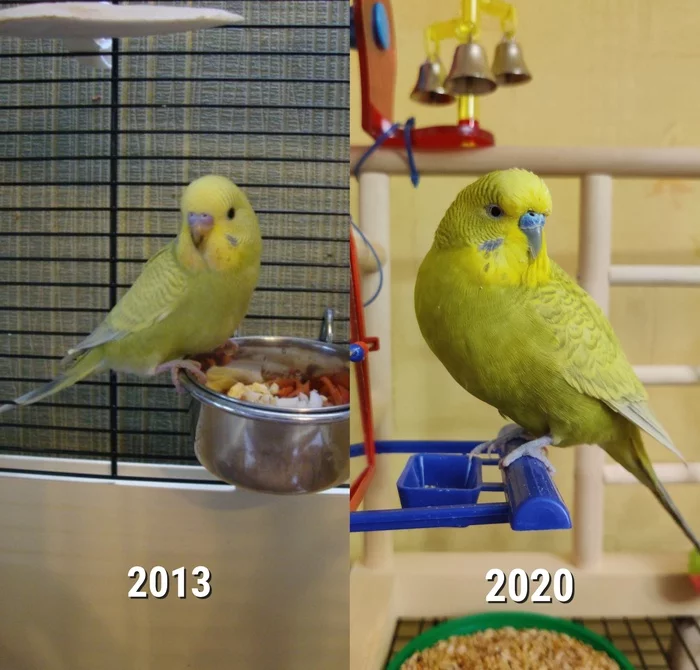 Our furry has grown up - My, It Was-It Was, Budgies