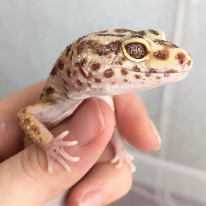 Leopard geckos - My, Eublefar, Gecko, Leopard gecko, Lizard, Reptiles, Reptiles at home, Milota, Longpost, Pets
