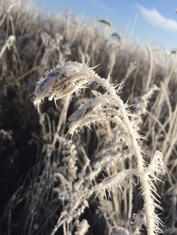 Frosty miracle - My, Mobile photography, freezing, iPhone