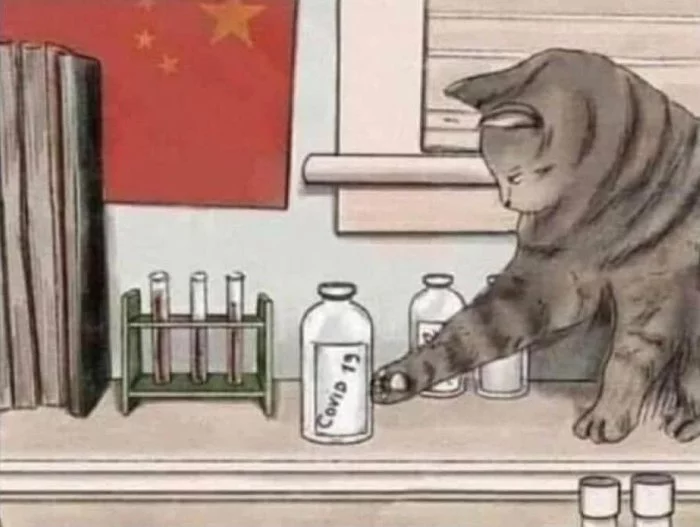 How it really was - cat, Coronavirus