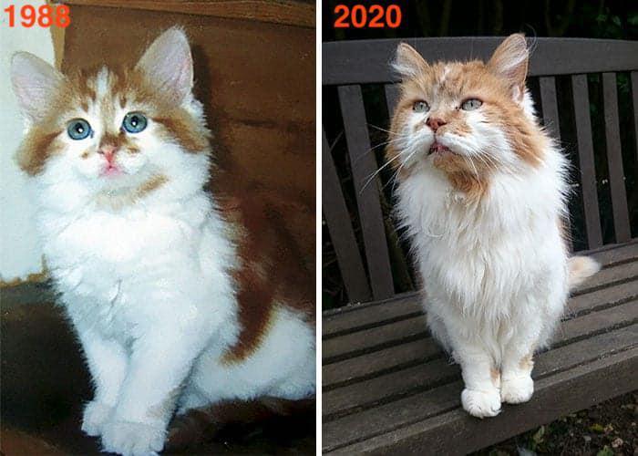Rubble is the oldest cat in the world, who will soon turn 32 years old - Long-liver, Animals, Cat family, Longpost, cat