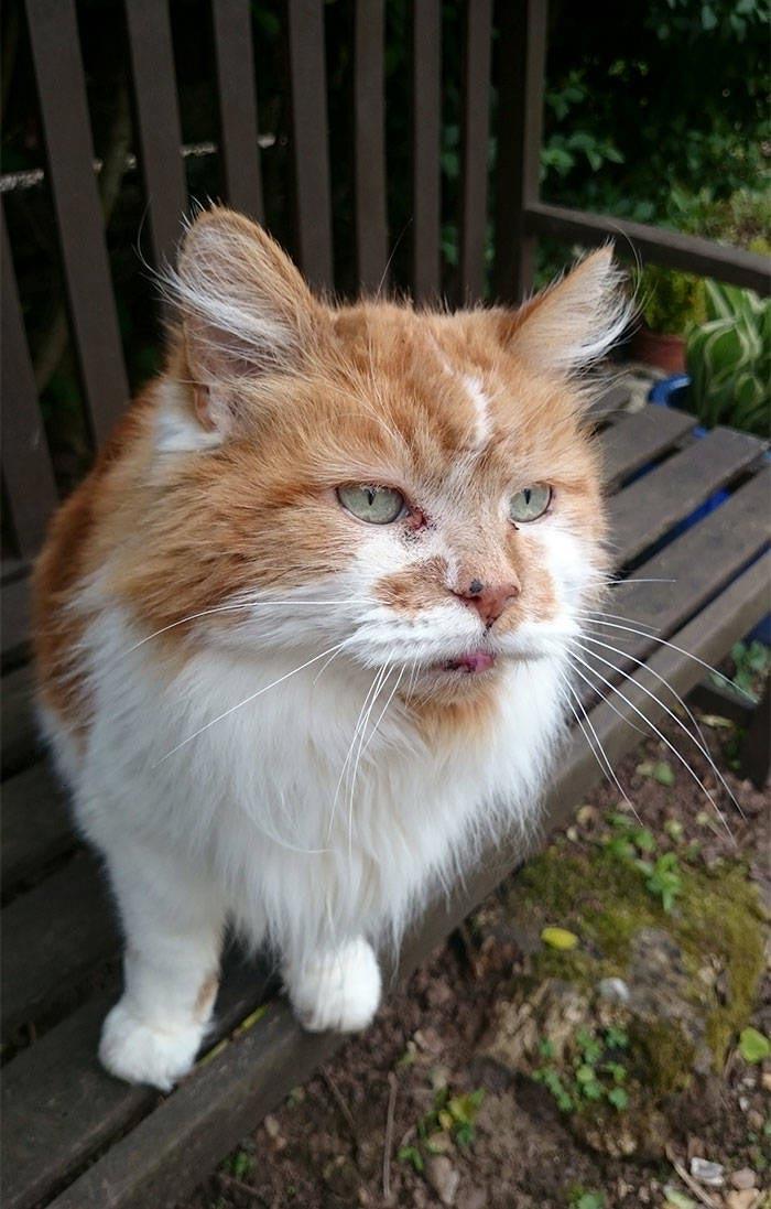 Rubble is the oldest cat in the world, soon to turn 32 years old. - Long-liver, Animals, Cat family, Longpost, cat