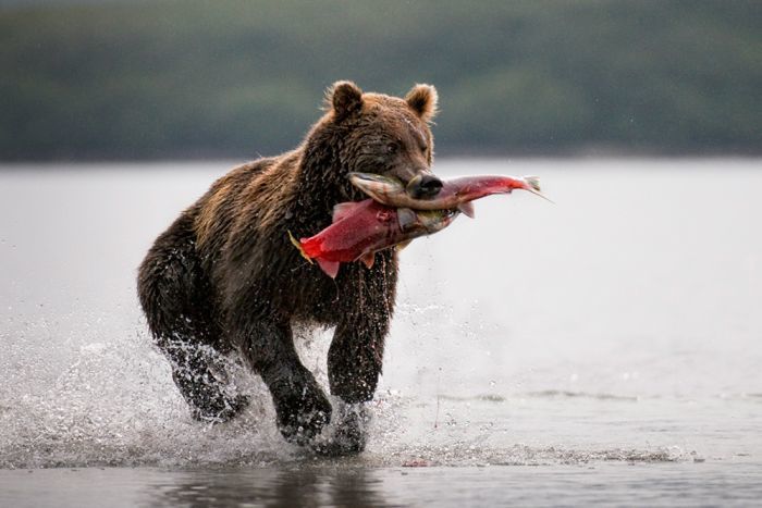 Catch - The Bears, The photo, wildlife, Fishing