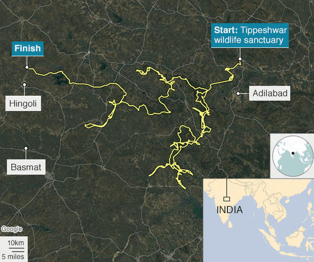 A long journey to India. Bengal tiger sets a record - Tiger, India, Travels, Record, Big cats, Longpost