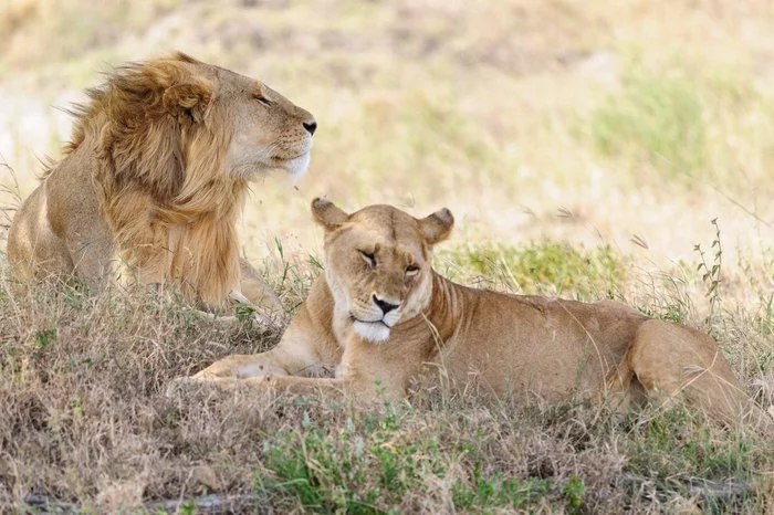 The prudent leopard left its prey inaccessible to competitors - a lion, Big cats, Mining, Africa, Bummer, Video, Leopard, Kruger National Park, South Africa