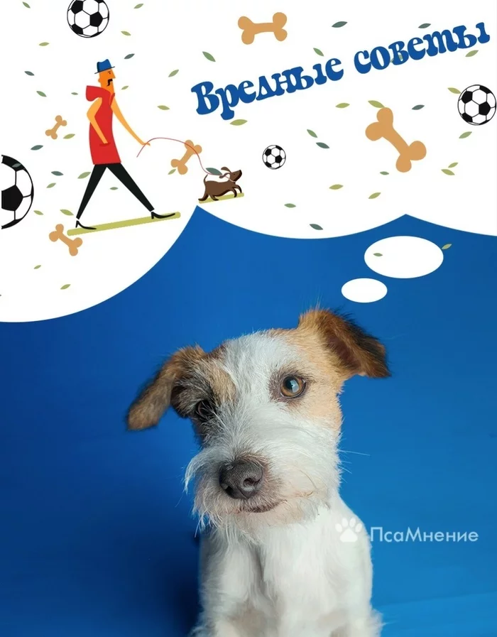 Bad advice from Dog Meteor - My, Dog, Animals, Advice, Poems, Pets