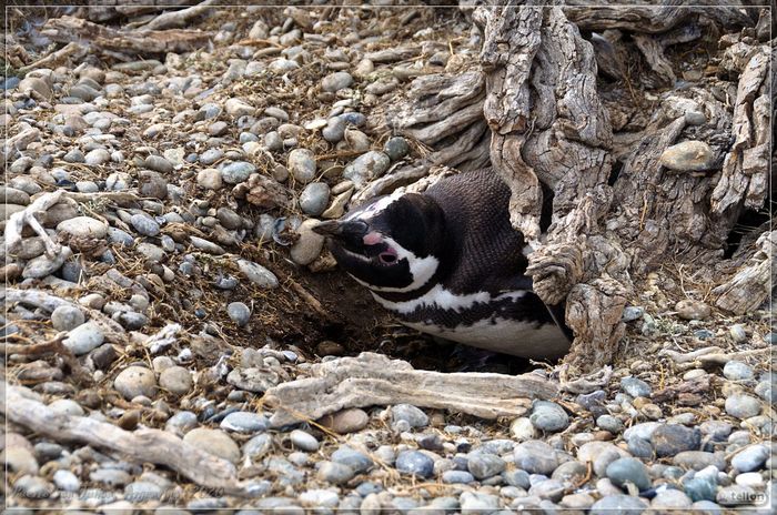 Penguin is a burrowing bird! - My, Argentina, Penguins, Nature, Cormorants, Birds, Longpost