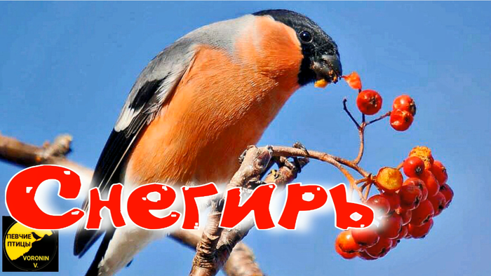  , Bullfinch