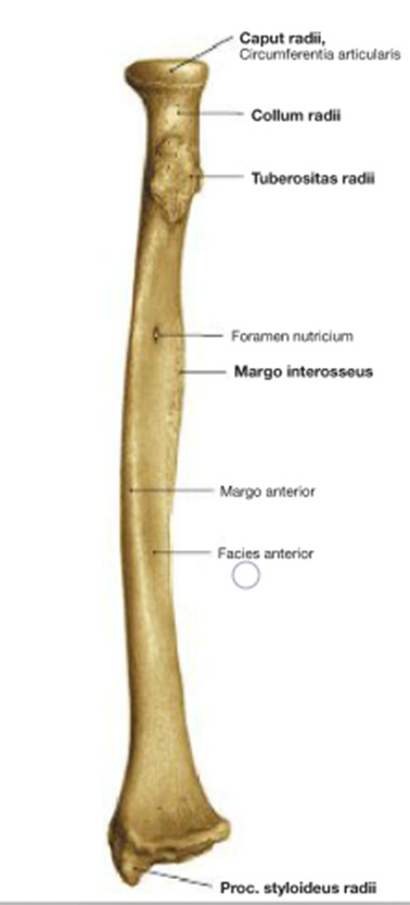 Лучевая кость на латыни