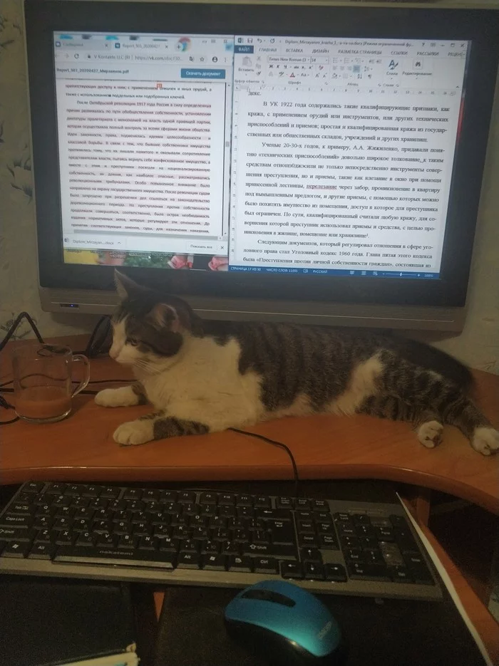 Instead of a boss - My, cat, Work, Remote work, Bosses