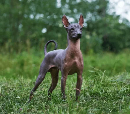 Mexican Hairless Xoloitzcuintle Dog - My, Dog, Animals, Nature, Russia, Pets, Puppies, Interesting, Longpost