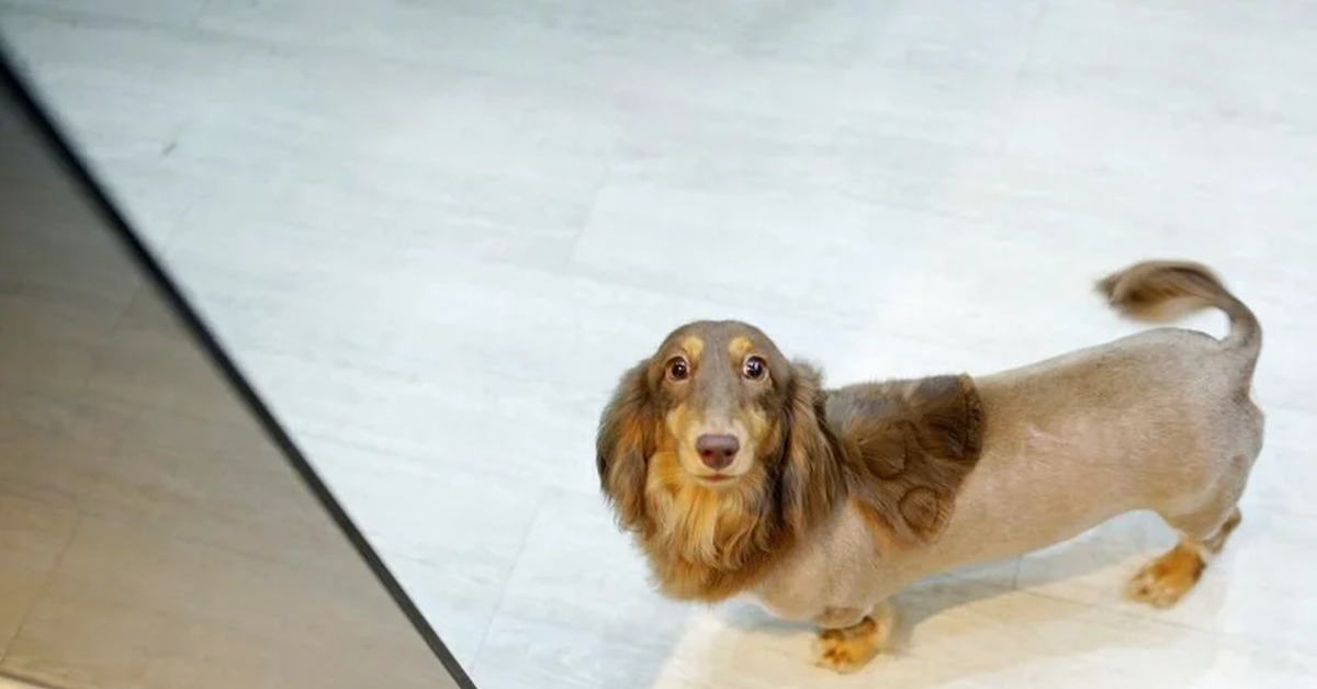 Грумминг жесткошерстной таксы. Тримминг жесткошерстной таксы. Груминг таксы. Груминг таксы. Такса собака жесткошерстный.