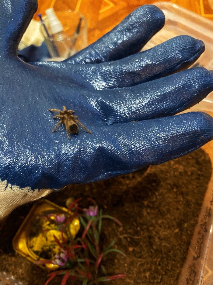    Lasiodora parahybana -, 